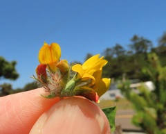 Lotus uliginosus