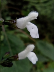 Salvia albiflora