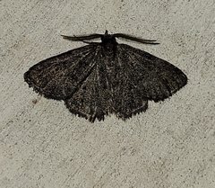 Prosoparia perfuscaria