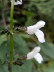 Salvia albiflora