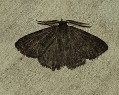 Prosoparia perfuscaria