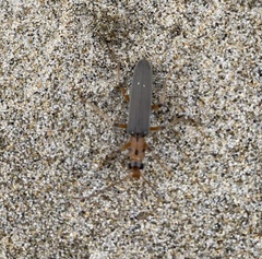 Copidita quadrimaculata