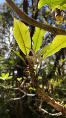 Clermontia parviflora