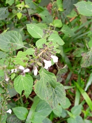 Salvia albiflora