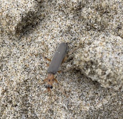 Copidita quadrimaculata