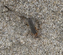 Copidita quadrimaculata