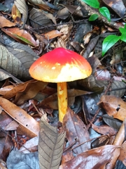 Amanita basii