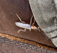 Copidita quadrimaculata