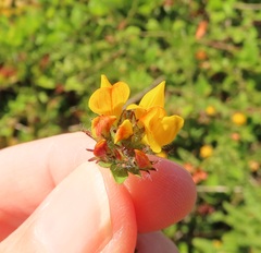 Lotus uliginosus