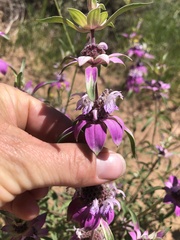 Monarda humilis