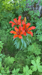Lilium bulbiferum