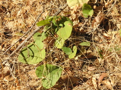 Aristolochia californica