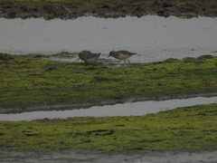 Charadrius semipalmatus