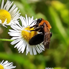 Andrena thoracica