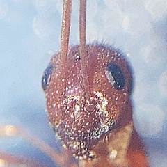 Formica dolosa