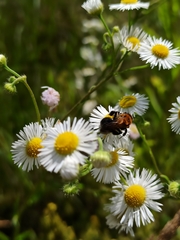 Andrena thoracica
