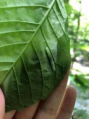 Lithophane patefacta