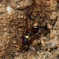 Sceliphron curvatum