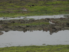 Charadrius semipalmatus