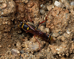 Sceliphron curvatum
