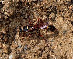 Sceliphron curvatum