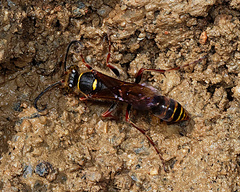 Sceliphron curvatum