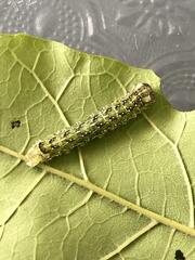 Lithophane patefacta