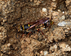 Sceliphron curvatum