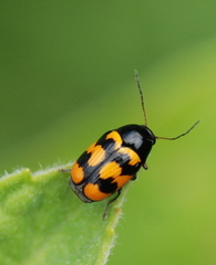 Cryptocephalus anticus