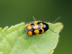 Cryptocephalus anticus