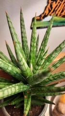 Sansevieria francisii
