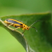 Goldenrod Leaf Beetle - Photo (c) bienchen, some rights reserved (CC BY-NC), uploaded by bienchen