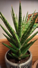 Sansevieria francisii
