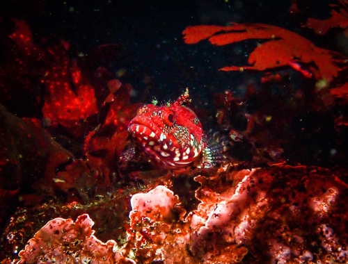 Klipfish (Calliclinus geniguttatus) — Labrisomidae — 5