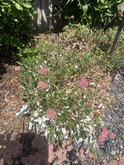 Eriogonum grande