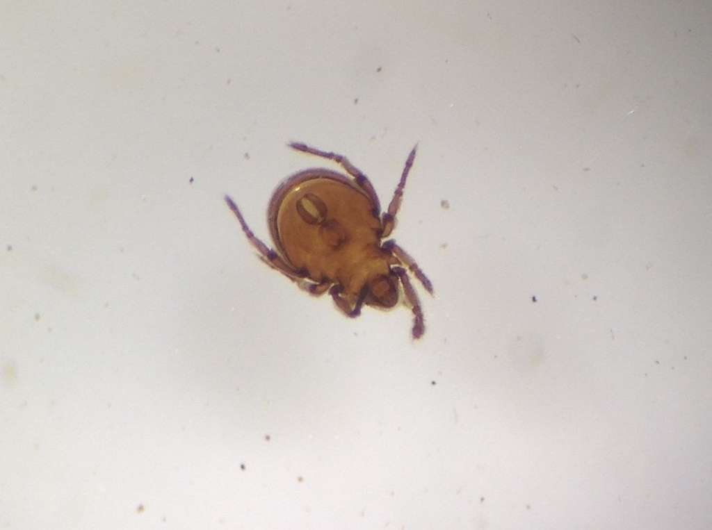 Plateremaeidae