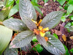 Chrysothemis pulchella