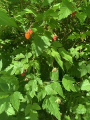 Rubus spectabilis