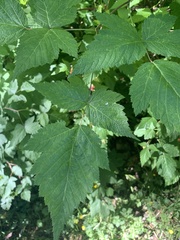 Rubus spectabilis
