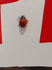 Coccinella septempunctata