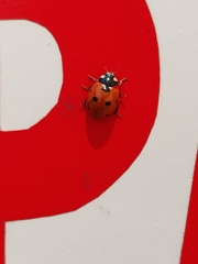 Coccinella septempunctata