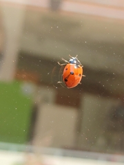 Coccinella septempunctata
