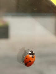 Coccinella septempunctata