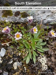 Erigeron borealis
