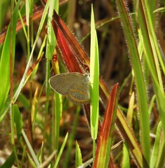 Neonympha areolatus
