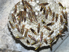 Polistes myersi