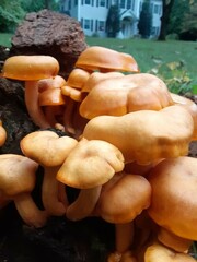 Fungi