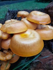 Fungi