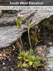 Draba norvegica