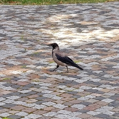Corvus cornix
